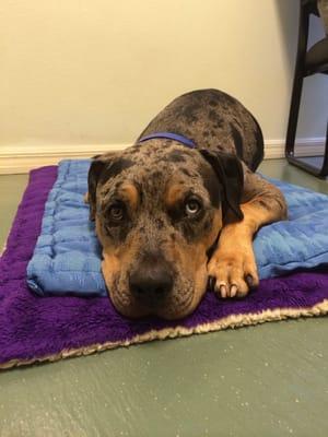 Veterinary Acupuncture and Complementary Therapy