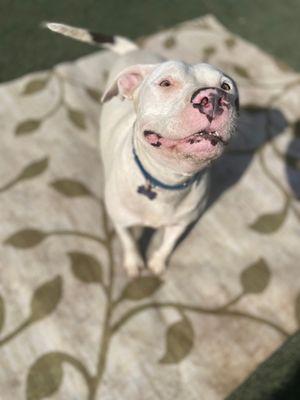 Adeline is sitting in boarding in Texas. She was set to be killed. We decided we would take her and her sister and bring them to NY