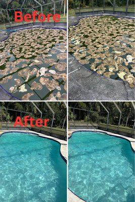 Perfect Pool Solution