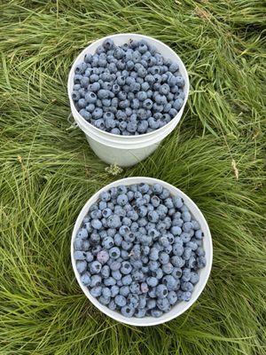 Blueberry Blossom Farm