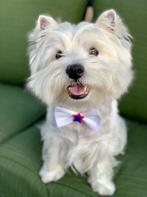 Pet Sitting With Cynthia