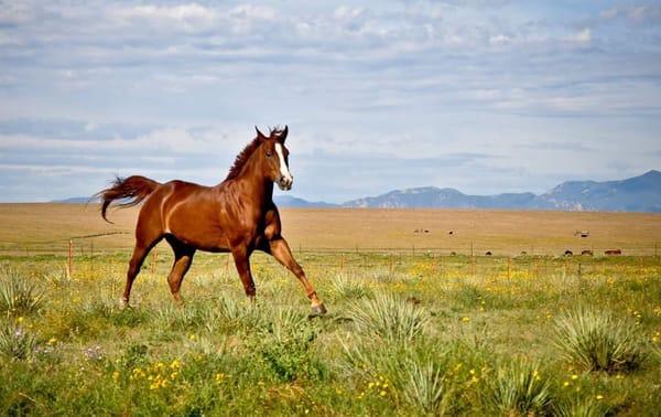 Serenity Hills Ranch