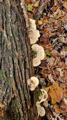 Turtle River State Park