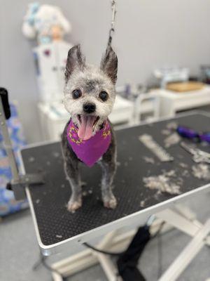 Puppy Pampering Pet Spa