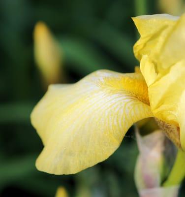 Art by Megan Kerkhoff