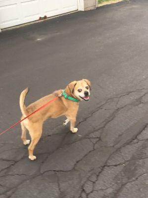 Smokey bones on a nice walk thank you for welcoming us to Munhall Veterinary Hospital