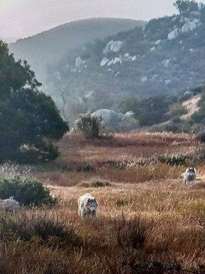 Pet Western Animal Hospital