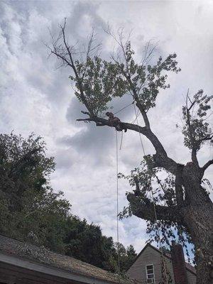 Cheapstakes Tree Service
