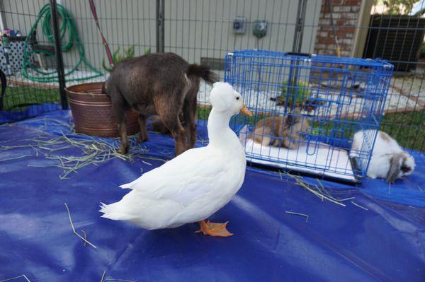 Cute & Cuddlee Mobile Petting Zoo