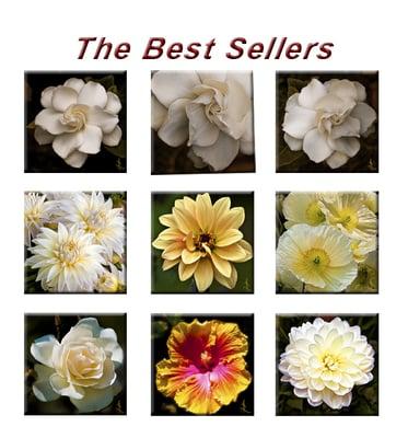 Jackie Jacobson Art Gallery