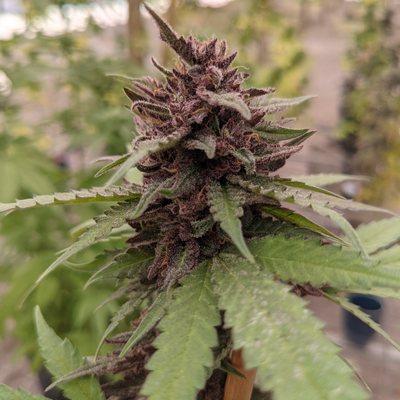 Cannabis College | Learn Sativa University