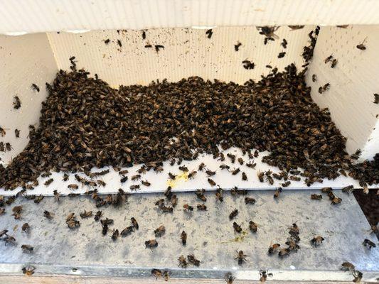 Mann Lake Bee & Ag Supply