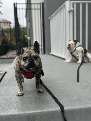 Broward Veterinary Specialists