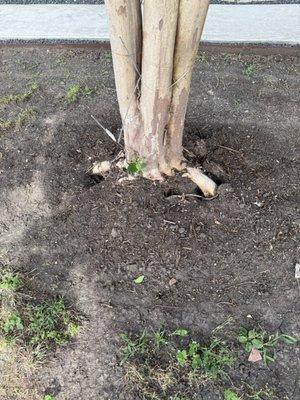 They didn't plant this tree anywhere near deep enough, and now the roots are permanently exposed.