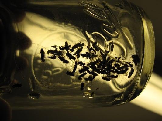 Effulgent Exterminating & Home Inspection