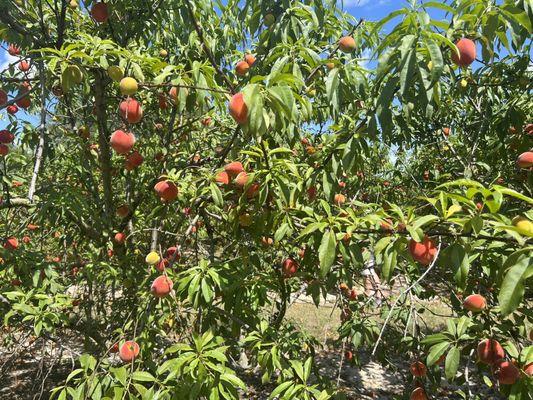 Florida Sweeties You - Pick Peaches