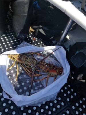 One of the best dive tours I have been on. Had so much fun. I would like to thank Joe and his crew for a dive well done. I will be back.