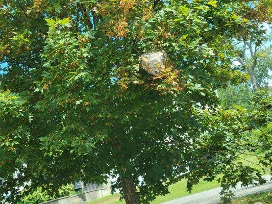 Large Hornet nest Adelaide Ave Methuen Ma CVS property needs action immediately