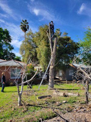 Dannys Tree Services