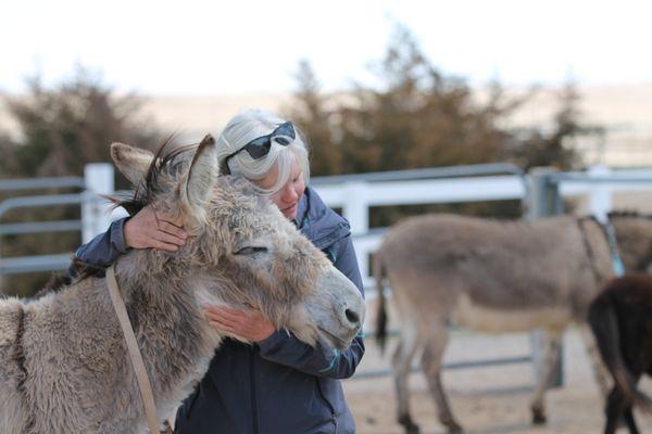 Longhopes Donkey Shelter