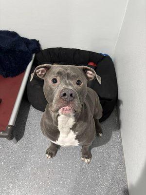 Dog Dayze- Doggie Daycare & Boarding