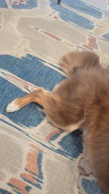 Where did his tail go? I asked them to trim it and they cut it all off. Even blunted the end of his tail.