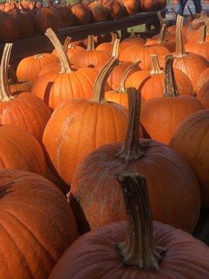 Pumpkins