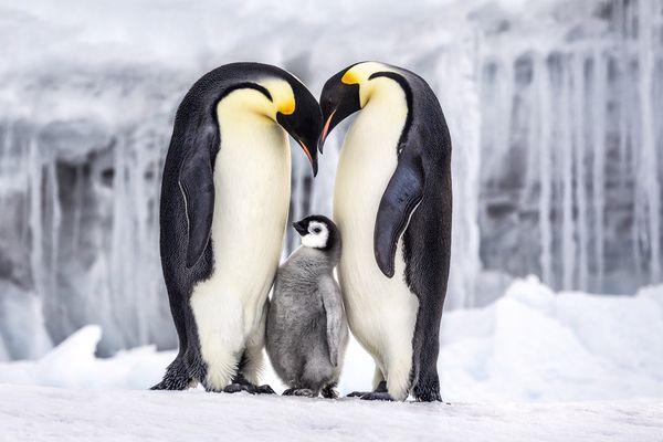Limited edition photograph by Paul Nicklen