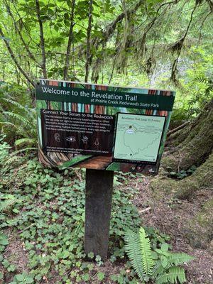 Prairie Creek Redwoods State Park