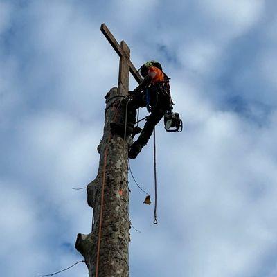 Kane S Tree Service