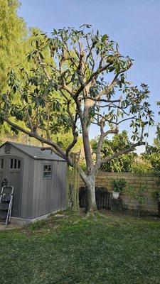 S&J Natural Tree Service