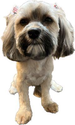 Sisters TLC Pet Grooming