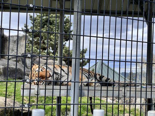 Cougar Mountain Zoological Park