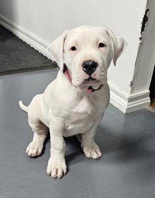 Kailah's Pet Walking And Sitting Services