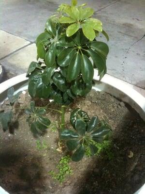 Del Norte Super Stop