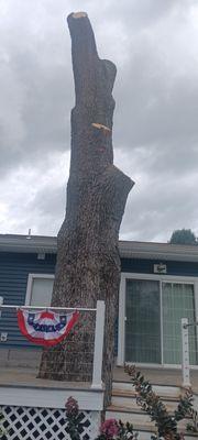 Asap Tree & Stump Removal