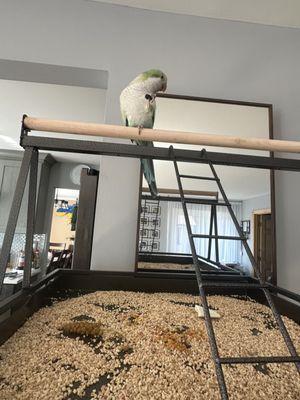 Paws & Whiskers Pet Services