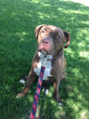 Hiking Hounds Del Mar