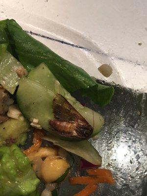 Yup...whatever this "thing" is it was in my salad. I have no words....