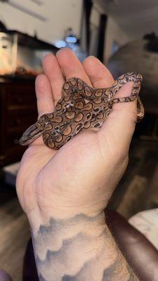 Predator and Prey Exotics