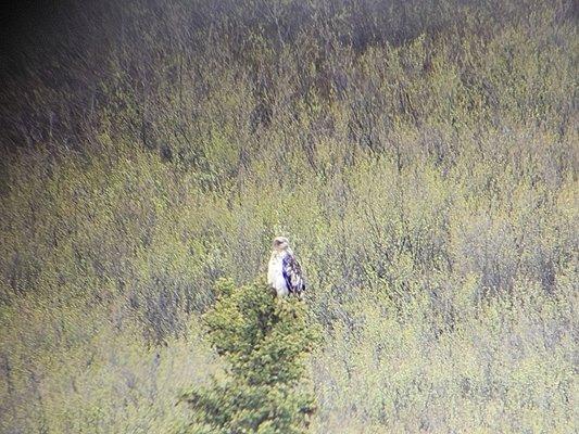 Alaska's Gold Buckle Tours