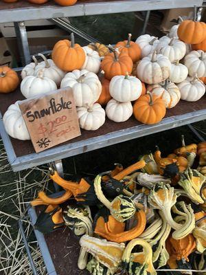 White "snowflake " pumpkins