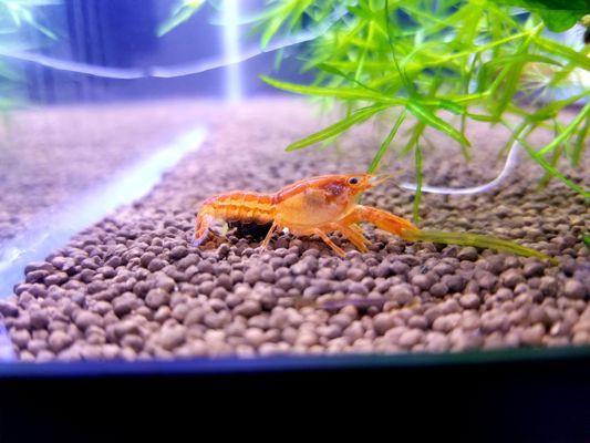 Mexican Dwarf Orange Crayfish
