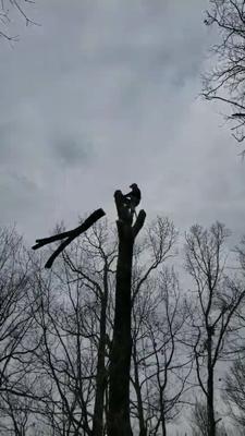 All American Tree - Call for details