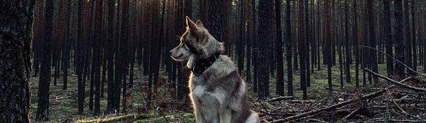 The Animal University