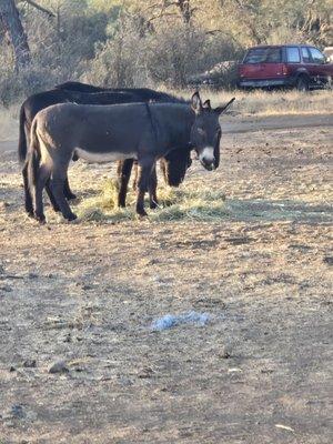 A donky symbolizing Danny the maintenance man