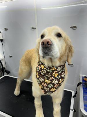 Justin Time Mobile Grooming