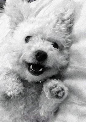 Mountain View Veterinary Hospital