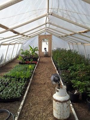 Greenhouse just before Mother's Day.