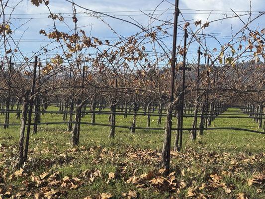 Silver Oak - Healdsburg